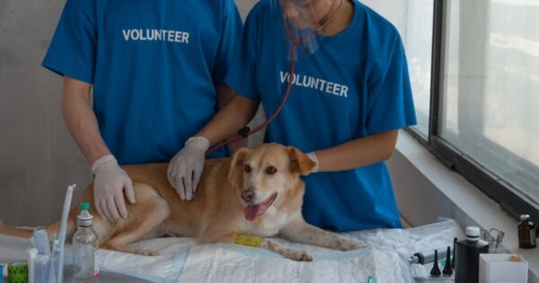 Is Pet Insurance Worth It in the U.S.? A Practical Breakdown with Real Numbers